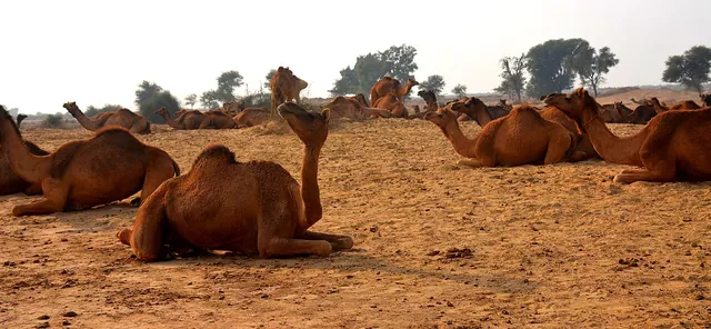 Camels crossing the Cholistan desert in southern Punjab