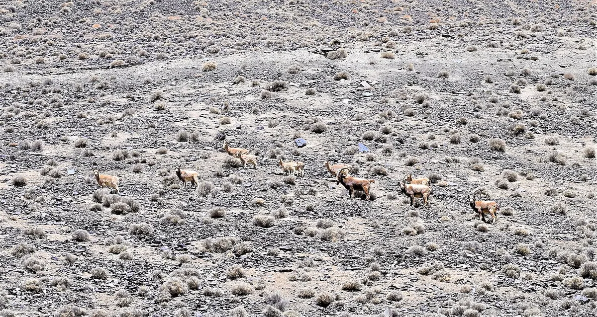 Animals & Wildlife photography from Pakistan
