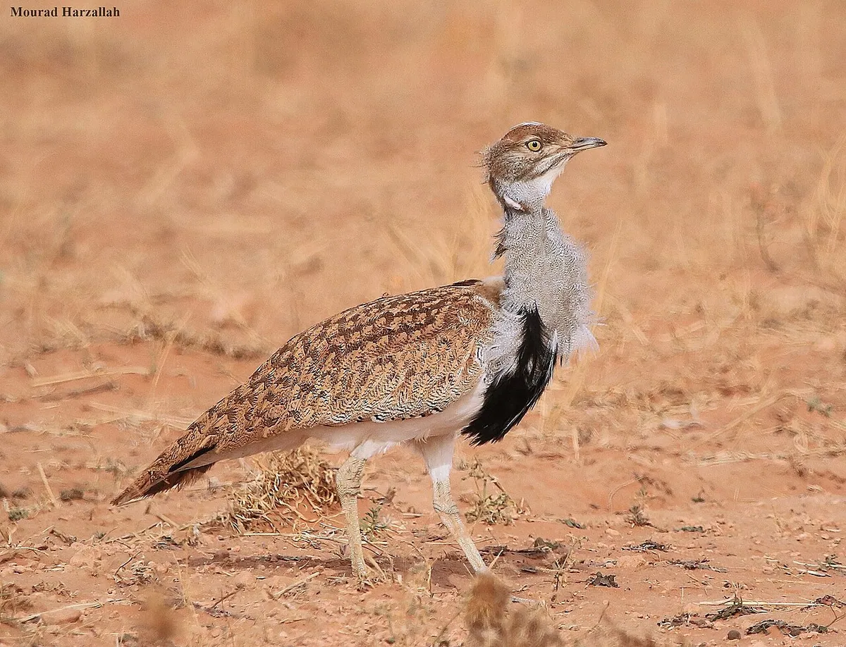 Animals & Wildlife photography from Pakistan
