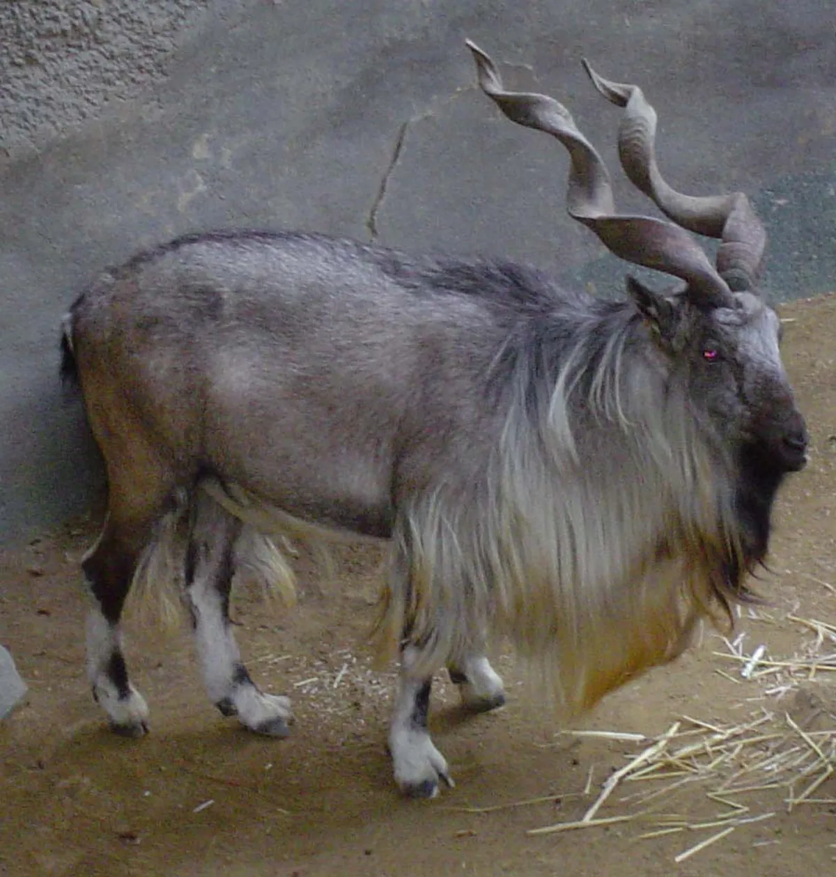 Animals & Wildlife photography from Pakistan — Pixistan archive