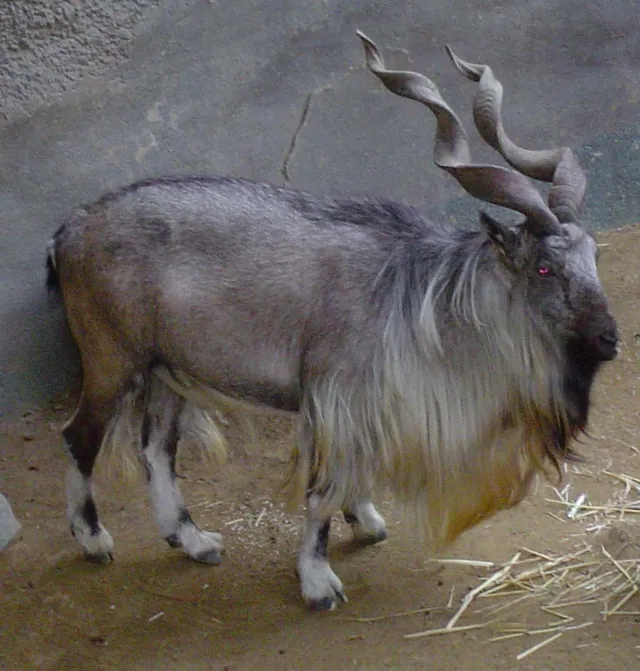 Markhor, the national animal of Pakistan